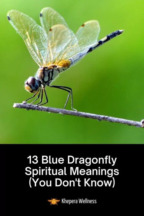 Blue Dragonfly Meaning, Dragonfly Meaning Spiritual, Dragonfly Spiritual, Dragonfly Meaning, Black And White Flower Tattoo, Acidic Soil, Healthy Soil, Gardening Guide, Organic Pest Control