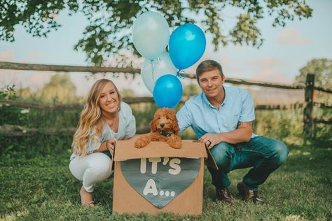 Puppy announcement gender reveal Puppy Gender Reveal Photoshoot, Puppy Reveal Ideas, Puppy Gender Reveal, Puppy Announcement Ideas, Dog Gender Reveal, Puppy Reveal, Dog Announcement, Dog Gender, Puppy Announcement