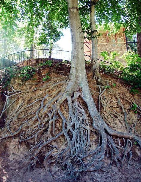 Tattoos Tree, Tattoo Deer, Tattoos Polynesian, Pale Fire, Tree Tattoos, Tattoos Arm, Polynesian Tattoos, Walking Path, George Macdonald