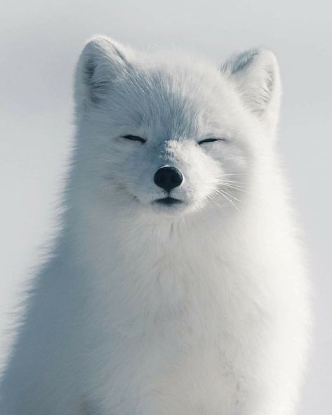 Arctic Fox Art, Arctic Foxes, Fox White, Cut Animals, Fox Pictures, Pet Fox, Pretty Animals, Arctic Fox, Fox Art