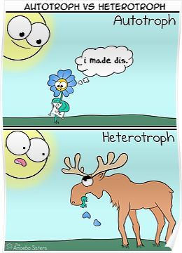 Autotroph vs Heterotroph Poster Biology Videos, Amoeba Sisters, Biology Jokes, Biology Memes, Biology Poster, Biology Humor, Biology Classroom, Biology Lessons, Sisters Art