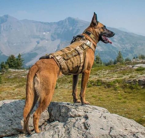 100 Army Dog Names | The Paws Belgian Malinois Police, Belgian Malinois Service Dog, Belgian Shepherd Malinois, Police Malinois, Belgian Malinois K9, Pastor Belga Malinois, Military Service Dogs, Berger Malinois, Belgium Malinois