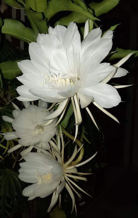 Kadupul Flower, Epiphyllum Oxypetalum, Hawaiian Plants, Night Blooming Flowers, Orchid Cactus, Night Flowers, Moon Garden, Pansies Flowers, Cactus Flowers