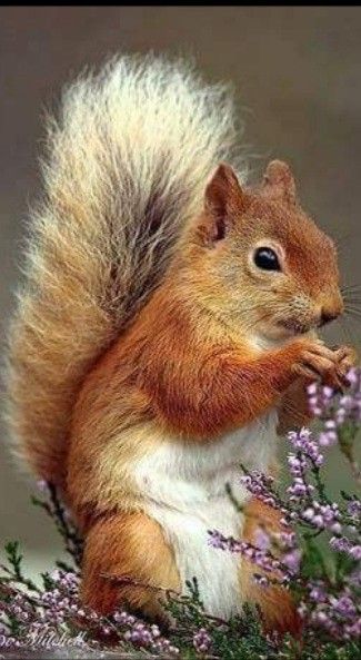 Squirrel Photos, Squirrel Drawing, Animal Creatures, Animals Around The World, Animal Poses, Bat Animal, Squirrel Pictures, Squirrel Art, Visual Dictionary