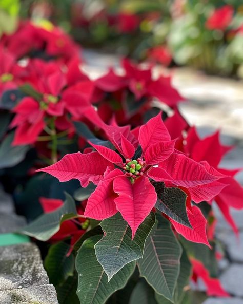 Make your poinsettias bloom again with this step-by-step guide Poinsettia Plant, Post Holiday, Soil Layers, Flower Display, Potting Soil, Colorful Leaves, Poinsettia, Garden Beds, Step Guide