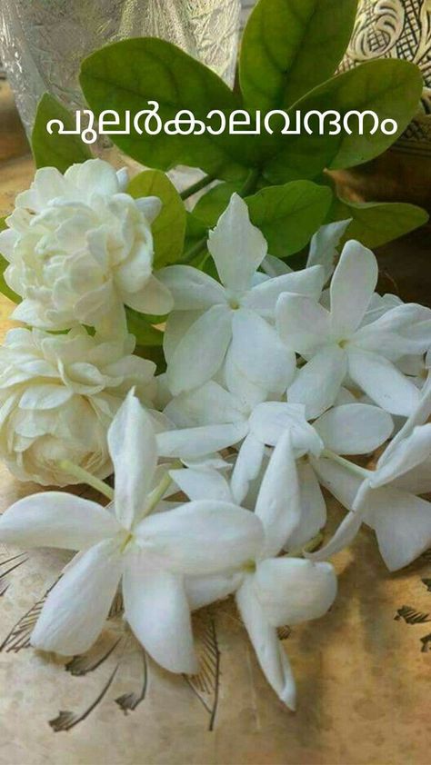 Buddha Flower, Jasmine Plant, Fragrant Garden, Flower Cottage, Grasses Landscaping, Jasmine Flower, Moon Garden, Going Natural, Plant Food