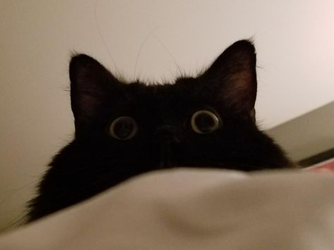 My void child Luna and her wonderful eyes Black Cat Void, Void Cat, Kitty Baby, Cat Meme, Silly Pictures, Funny Cute Cats, Silly Cats, Cute Funny Animals, Cute Cartoon Wallpapers