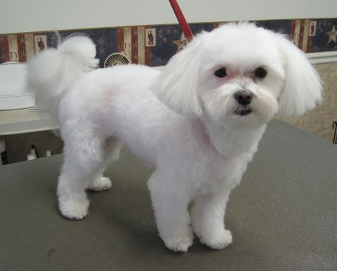 Maltese Maltipoo Grooming, Maltese Puppy Cut, Maltese Haircuts, Poodle Hairstyles, Maltese Dogs Haircuts, Maltese Haircut, Grooming Salons, Grooming Dogs, Puppy Haircut