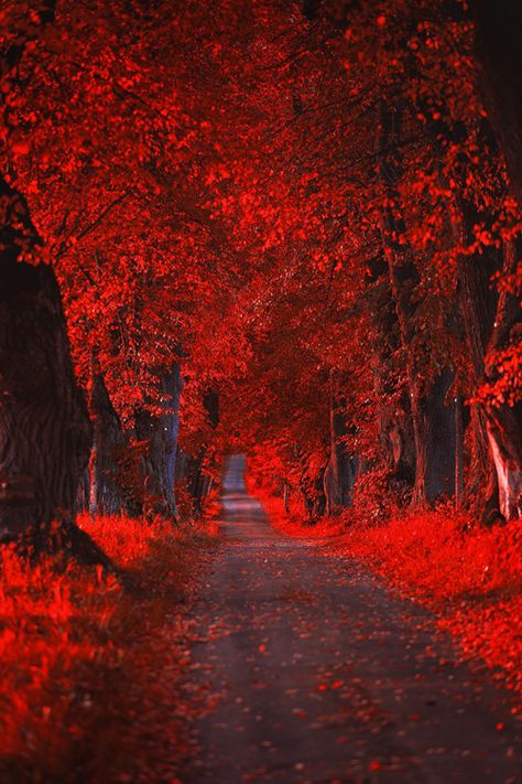 Red Autumn strip Trees With Red Leaves, Belle Nature, Forest Road, Red Leaves, Autumn Scenery, Autumn Beauty, Red Wallpaper, Alam Semula Jadi, Lombok