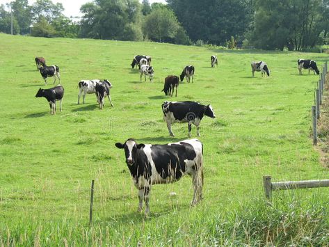 Holstein Cows. Several cows in a field , #sponsored, #Cows, #Holstein, #field, #cows #ad Cows Laying In A Field, Holstein Cows Photography, Cows In Meadow, Cows On Field, Farm With Cows, Cows In Pasture Painting, Cow Farm Aesthetic, Field With Cows, Field Of Cows