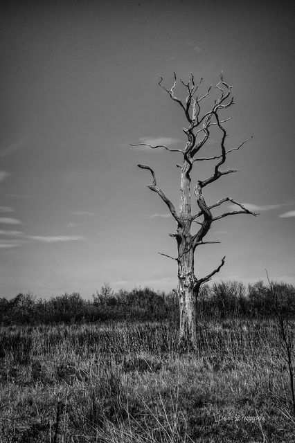 Dead tree Dry Tree Photography, Forest Cemetery, Dead Nature, Dead Forest, Acoustic Guitar Photography, Dry Tree, Dead Tree, Lone Tree, Bare Tree