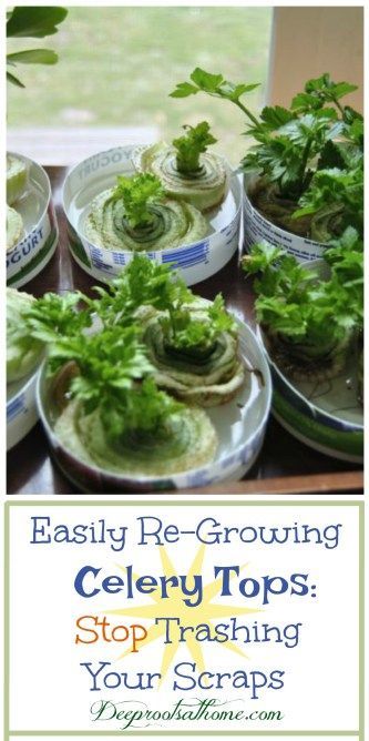 Easily Re-Growing Celery Tops: Stop Trashing Your Scraps. Come see how. #food #healthy #gardening Growing Celery From Scraps, Garden Indoor Ideas, Vegetable Seed Starting, Celery Tops, Growing Celery, Healthy Nutrition Plan, Indoor Ideas, Garden Vegetable, Growing Veggies