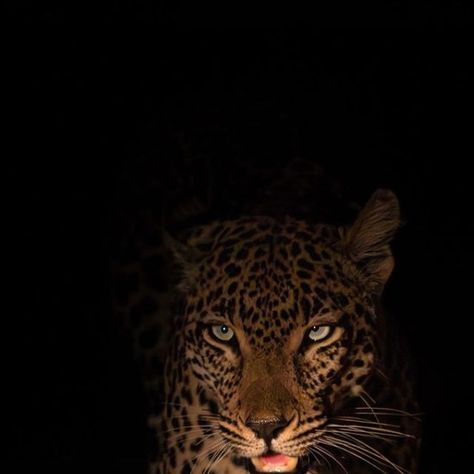 RAWR SZN on Instagram: "Graceful female leopard prowling in the night.  (Via: @jasoncstreet / @sabisabireserve)" Me As A Animal Aesthetic, Small Aesthetic Pictures, Black Leapord Aesthetic, Black Leopard Aesthetic, Leopard Widget Aesthetic, Leopard Girl Aesthetic, Leopard Widget, Leopard Prowling, Panther Aesthetic