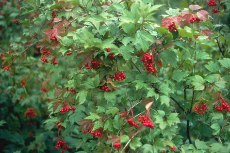 Cranberry Viburnum, Cranberry Plant, Highbush Cranberry, Viburnum Opulus, Native Plant Gardening, Red Bud, Parts Of A Flower, Courtyard Garden, Firebird