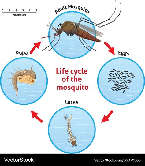 Life Cycle Of A Mosquito, Mosquito Life Cycle, 4d Wallpaper, Kill Mosquito Larvae, Insect Life Cycle, Mosquito Larvae, Life Cycles Activities, Fine Motor Activities For Kids, Natural Mosquito Repellant