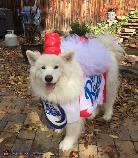 Whipped Cream - 2015 Halloween Costume Contest via @costume_works Building A Dog House, Halloween Costumes For Dogs, Costumes For Dogs, Cream Dog, Halloween Dogs, Cute Fluffy Dogs, Puppy Ideas, Hallowen Costume, Samoyed Dogs