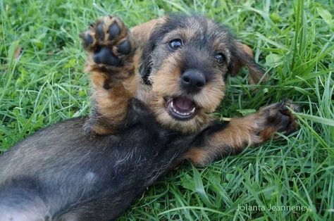 10 Adorable Wire Haired Dachshund Pictures Dachshund Breed, Wire Haired Dachshund, Awesome Animals, Weenie Dogs, Dachshund Puppies, Dachshund Lovers, Dachshund Puppy, Dachshund Love, Weiner Dog