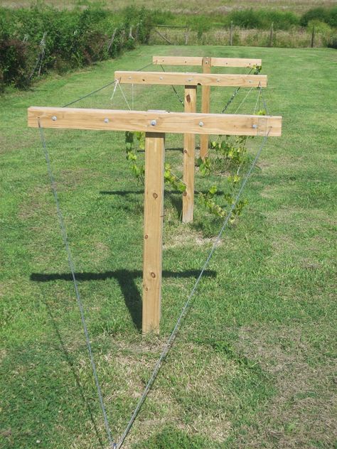 Kieler Bee Homestead: Building Your Own Muscadine Trellis Muscadine Trellis, Muscadine Vine, Backyard Vineyard, Backyard Trellis, Grape Vine Trellis, Grape Arbor, Trellis System, Grape Trellis, Grape Plant