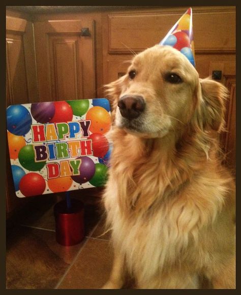 Happy Birthday Golden Retriever, Golden Retriever Pictures, Dog Birthday Photoshoot, Dog Birthday Pictures, Golden Retriever Birthday, Golden Retriever Illustration, Happy Birthday Dog, Birthday Dog, Anniversary Pictures