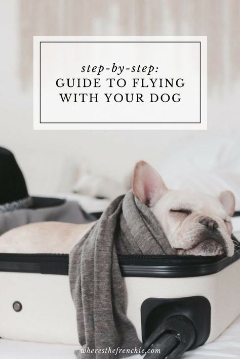 Want to fly with your dog? This is the complete guide to flying domestically with your pups! Flying With Pets, Dog Grooming Shop, Dog Travel Bag, Flying Dog, Dog Friendly Hotels, Dog Collar Boy, Best Dog Training, Dog Facts, Dog Care Tips