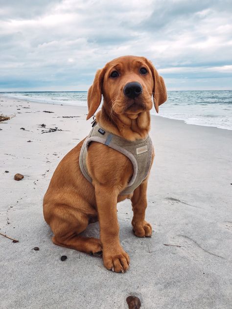 Fox Labrador Retriever, Red Lab Puppy, Red Fox Lab, Red Fox Labrador, Fox Labrador, Fox Red Labrador Puppy, Red Lab Puppies, Country Dogs, Puppies With Blue Eyes