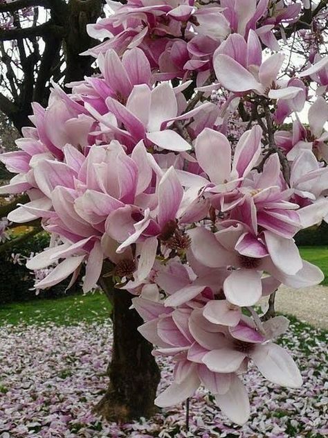 White Flower Tree, Flower Life Cycle, Mimosa Tree, Rose Seeds, Flower Tree, White Magnolia, Magnolia Trees, Tree Seeds, Tree Care