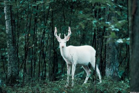 Albino Deer, Elf Rogue, Rare Albino Animals, Female Deer, White Hart, Ancient Celts, Albino Animals, White Deer, White Stag