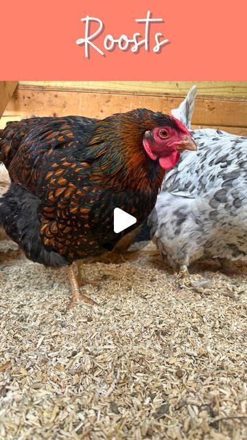 Nikki Husted on Instagram: "My old coop had 2x2 roosts and the chickens did ok. When we upgraded coops I installed 2x4 roosts but with the skinny side up and the chickens did ok. You’ll even see it featured it my book 😱. Last year we switched to flat side up and I like it better! Everyone has an opinion on this and this is mine :) 

What kind of roosts do you have? 

#chickenroost #roosts #roostingbars #chickens #backyardchickens #spoiledchickens #purelychickens #chickencoopdesign #chickencoop #coops #coop #chickencoops" Chicken Roost, Chicken Care, Chicken Farmer, Coop Ideas, Chicken Ideas, Quails, The Chi, Chicken Coop Designs, Hen House