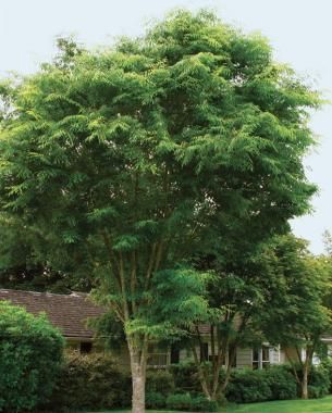 Best Shade Trees, Fast Growing Shade Trees, Trees For Front Yard, Fast Growing Evergreens, Leyland Cypress, Growing Trees, Patio Trees, Shady Tree, Eucalyptus Tree