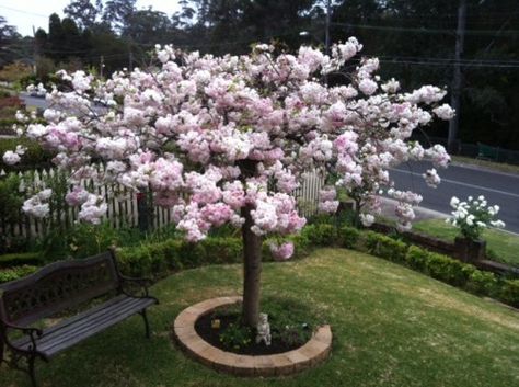 Garden With Cherry Blossom Trees, Japanese Cherry Blossom Landscape, Cherry Blossom Front Yard, Cherry Blossom Tree Landscape, Blossom Tree In Garden, Cherry Blossom Courtyard, Cherry Blossom Tree Backyard, Cherry Blossom Tree In Garden, Cherry Blossom Tree Garden