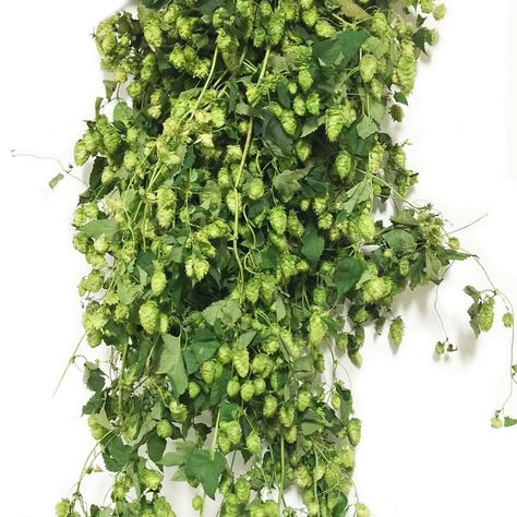 Hops season is back! Learn more about this fantastic vine! ==> www.mayesh.com/mayesh-minute-hops/ #hops #vines #weddingflowers… Travis Wedding, Hops Vine, Vine Wedding, Floral Color, Modern Baby, Color Of The Year, Pantone Color, Florist, Vines