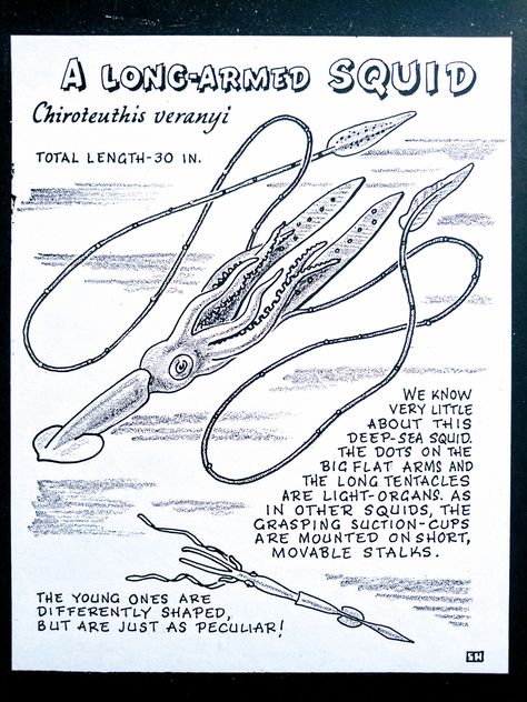 A Long-armed Squid (Chiroteuthis veranyi) Deep Sea Squid, Bio Notes, Animal Infographic, Marine Science, Information Board, Water Creatures, Marine Biologist, Class Notes, Science Worksheets