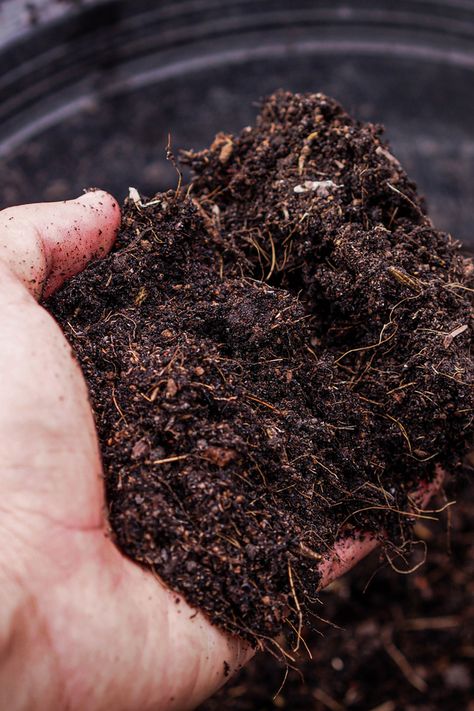 Homemade Compost Bin, Curry Leaf Plant, Glass Gem Corn, Chicken Manure, Bonsai Soil, Growing Cucumbers, Top Soil, Planting Vegetables, Flowers Perennials