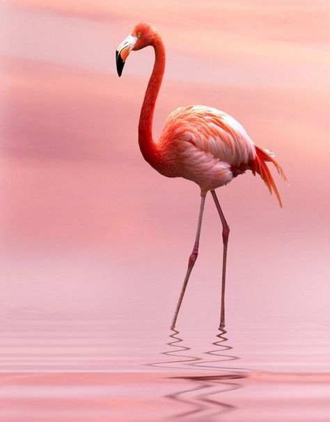 Found on Bing from www.pinterest.com Flamingo Pictures, Flamingo Photo, Fancy Flamingo, Flamingo Painting, Flamingo Bird, Flamingo Art, Soyut Sanat Tabloları, Pink Bird, Pretty Birds