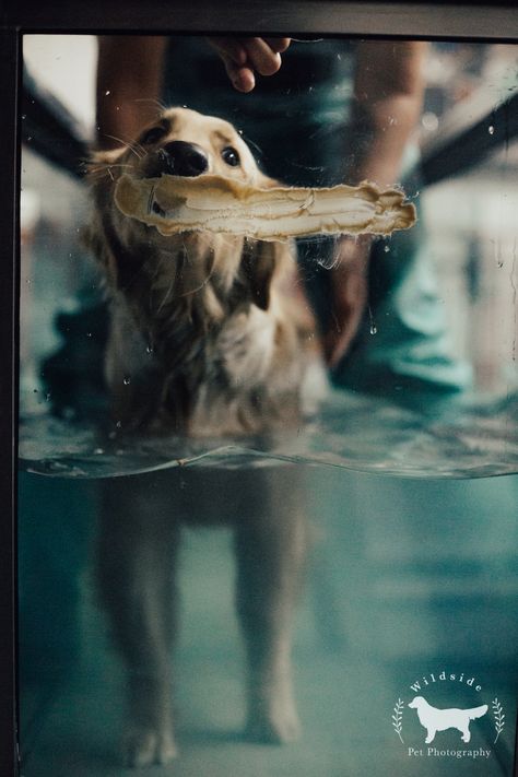 golden retriever, golden retreiver puppy, dog hip dysplasia, hip dysplasia, alta dog rehab, wildside pet photography, pet photography, salt lake city, utah, under water treadmill, physical therapy, physical therapy for dogs Physical Therapy Room, Water Treadmill, Dog Physical Therapy, Dog Hip Dysplasia, Hip Dysplasia, Body Awareness, Therapy Room, Pet Photography, Under Water