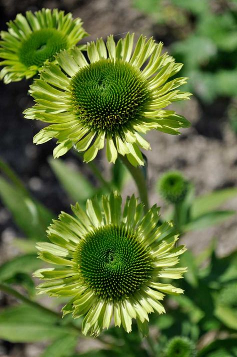 If I had to go green I would choose Echinacea 'Green Jewel' Green Echinacea, Cottage Garden Borders, Cone Flowers, Alpine Plants, Spot It, Hardy Perennials, Rare Flowers, Plant Combinations, Hardy Plants