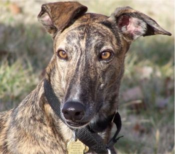 .. Brindle Greyhound, Greyhound Puppies, Greyhound Dog Breed, Greyhound Pictures, Greyhound Puppy, Greyhound Dog, Daily Exercise, Grey Hound Dog, Favorite Animals