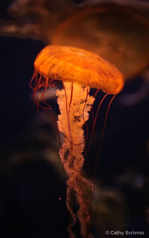 transillumination - Photograph at BetterPhoto.com Orange Jellyfish, Sea Jellies, Jellyfish Art, Deep Sea Creatures, Beautiful Sea Creatures, Underwater Creatures, Water Life, Aquatic Animals, Marine Animals