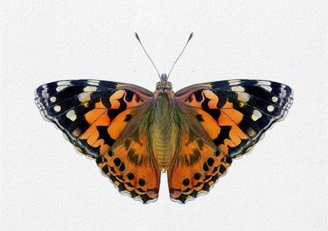 Painted Lady Butterfly Watercolor - Alison Langridge Butterfly Watercolor Painting, Painted Lady Butterfly, Lady Butterfly, Beautiful Butterfly Photography, Peacock Butterfly, Insect Photography, Butterfly Artwork, Butterfly Art Painting, Wildlife Artwork