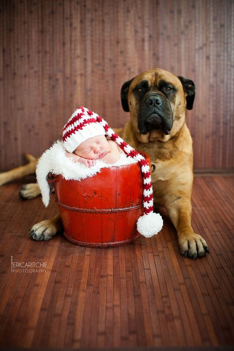 Pet Christmas Pictures, Holiday Dog Photos, Newborn Christmas Pictures, Newborn And Dog, Christmas Pet Photos, Baby Christmas Photography, Dog Christmas Photos, Dog Christmas Pictures, Christmas Pictures Outfits