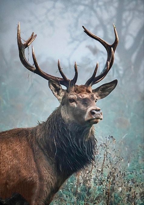 Deer Photos Photography, Ren Geyiği, Elk Pictures, Animal Stencil Art, Deer Photography, Wild Animals Photography, Deer Photos, Deer Pictures, Deer Painting