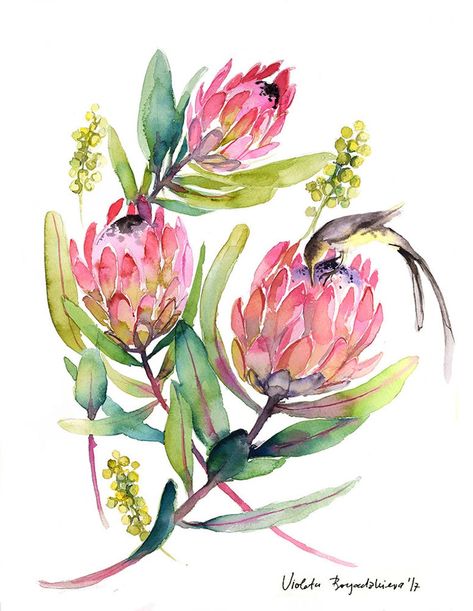 Watercolor Protea, Protea Painting, Protea Art, Lotus Art, Watercolor Floral Print, Watercolour Inspiration, Illustration Watercolor, Plant Painting, Botanical Drawings