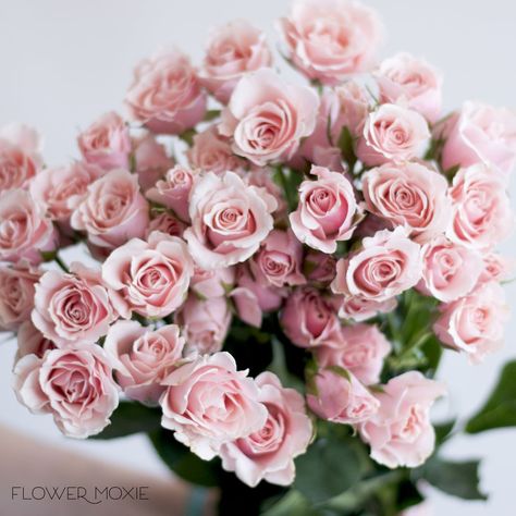 blush pink spray rose, spray rose bouquet, flower moxie, moxie bride, diy wedding flowers Light Pink Spray Rose, Pink Rose Spray, Blush Spray Rose, Spray Roses Bouquet, Blush Pink Wedding Flowers, Pink Spray Roses, Flower Moxie, Pink Description, Light Pink Roses