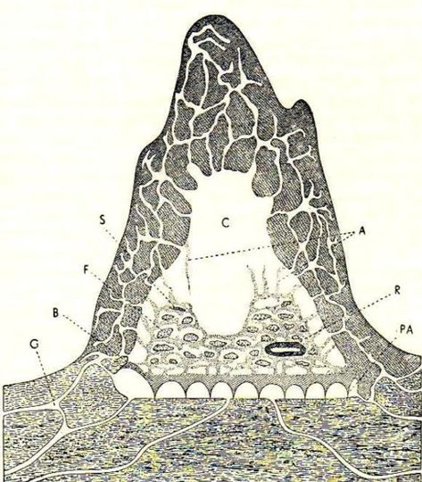 Structure of a Macrotermes natalensis mound Wood Termites, Ant Hill, Ant Colony, African Origins, Termite Control, African Elephant, Organic Matter, Zoology, How To Level Ground