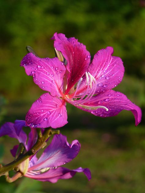 Orchid Tree, Hummingbird Plants, Hawaii Art, Watercolor Flowers Tutorial, Beautiful Flowers Photography, Airbrush Art, Dew Drops, Good Morning Flowers, Butterfly Flowers