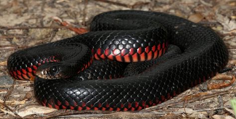 Red-Bellied Black Snake Black Snake Tattoo, Red And Black Snake, Snake Images, Types Of Snake, Pretty Snakes, Rabbit Cages, Pit Viper, Australia Animals, Snake Art