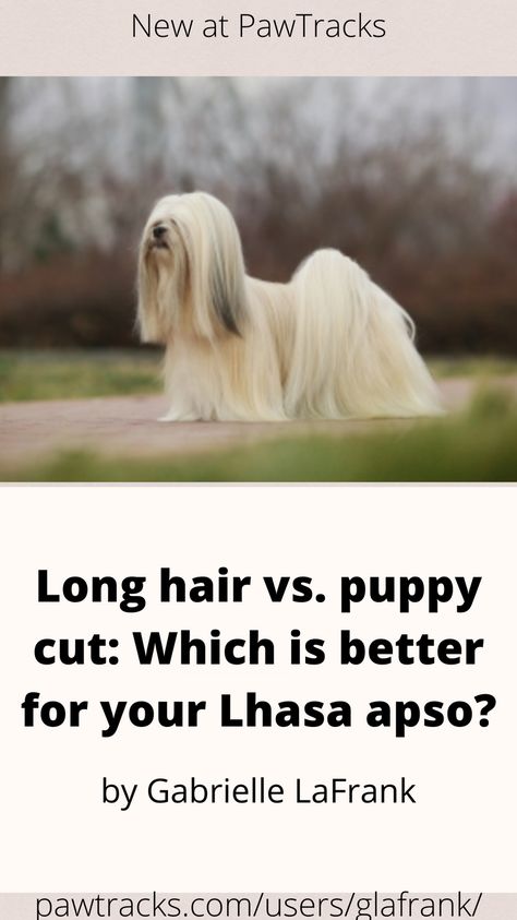 Lhasa apso grooming can be just as versatile as the styles you see on any other long-haired breed, such as the poodle. Still, deciding which haircut to give your beloved pup is easier said than done. You can flip through photos like when you’re looking for your own next hairstyle, but there’s more than aesthetics to keep in mind when it comes to grooming your pet. The details of trimming your Lhasa apso are up to you! Lhasa Apso Long Hair, Long Hair Dog Grooming Styles, Lhasa Apso Haircut Styles, Lhasa Apso Dogs, Lhasa Apso Grooming, Lhasa Apso Puppies, Homemade Dog Toys, Dog Grooming Styles, Diy Dog Toys