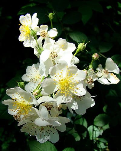 The thorny problem of the multiflora rose Multiflora Rose, Japanese Rose, Rosehip Tea, Soil Conservation, Rose Thorns, Rose Bushes, Growing Roses, Rose Leaves, Rose Bush