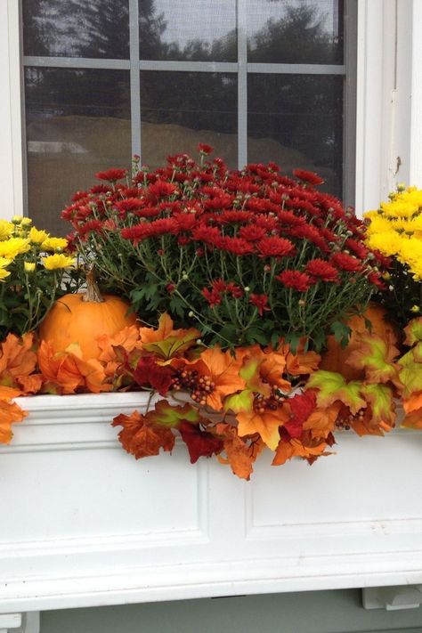 Window boxes come in a variety of materials, such as wood, plastic, resin, and wood frames lined with coco fibers. 

Choose the one that best complements your home's style and your personal preferences.

Click the link to discover our expert tips! 👉 

#FallDecor #WindowBoxes #GardeningTips #HomeStyle #AutumnInspiration Christmas Window Boxes, Winter Window Boxes, Fall Window Boxes, Fall Windows, Home Design Diy, Box Display, Christmas Window, Window Boxes, Protecting Your Home