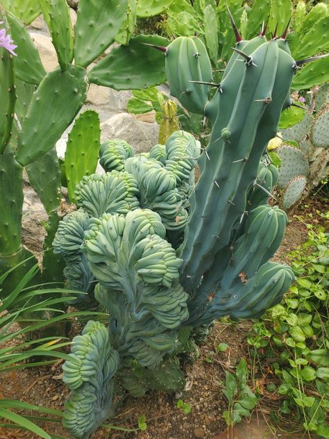 In love with this Blue Myrtilloscactus Geometrizans, Cristata 💙 This mutated form of Blue Myrtle Cactus is a very beautiful cactus that will bring a show to any garden. Most people trim the non-cristata portions of the cactus, but i think it looks cool having both types of the cactus on one plant. #cactus #cacti #myrtillocactus #myrtillocactusgeometrizans #cristata #plants #rareplants #rarecacti #la #losangeles #cali #california #garden #gardening #landscaping #landscaper #gardener #bluecactus Peruvian Cactus, Rare Cacti, Variegated Cactus, Cold Hardy Cactus, Drought Tolerant Shrubs, Green Bin, Plant Cactus, Blue Cactus, Trichocereus Bridgesii